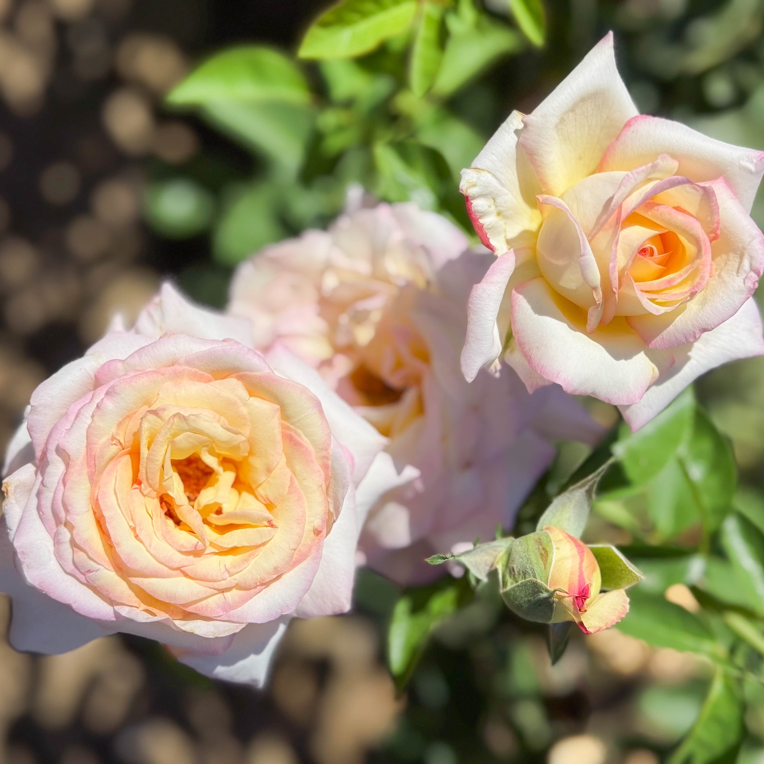 Peace Potted Tree Rose