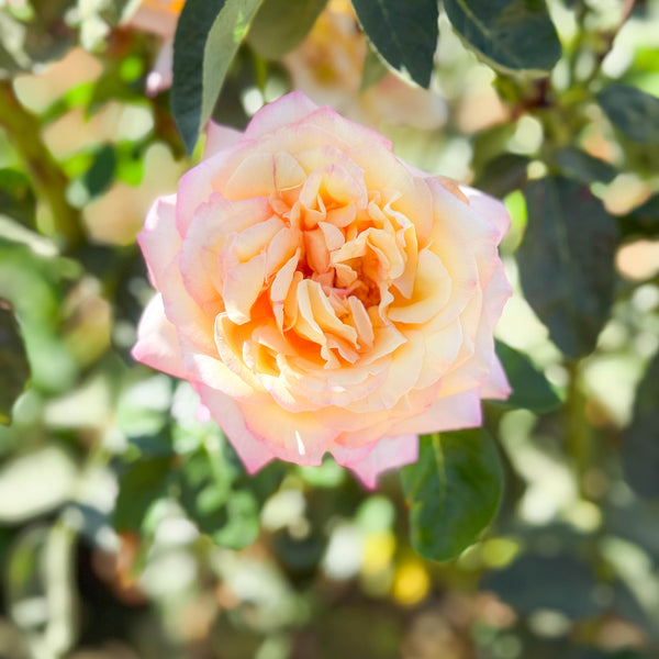 Peace Bare Root Rose Bush