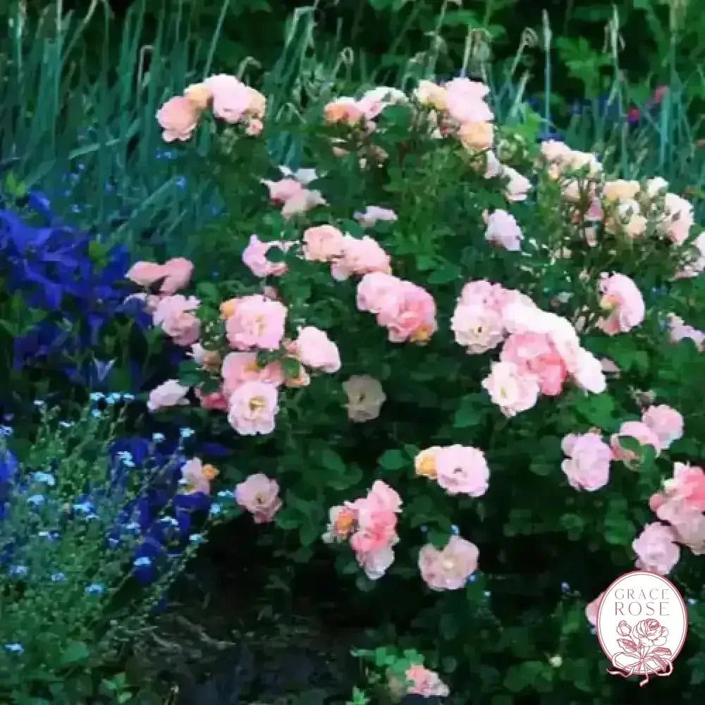 Ribbons of Roses™ Bundles of Bare Root Roses - Peach Drift® - Pack of 10