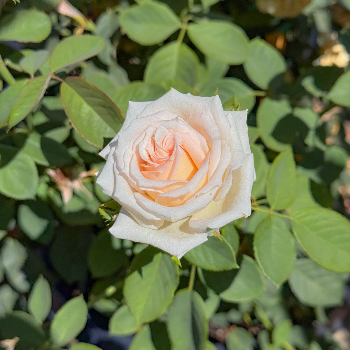 Pearly Gates™ Potted Climbing Rose