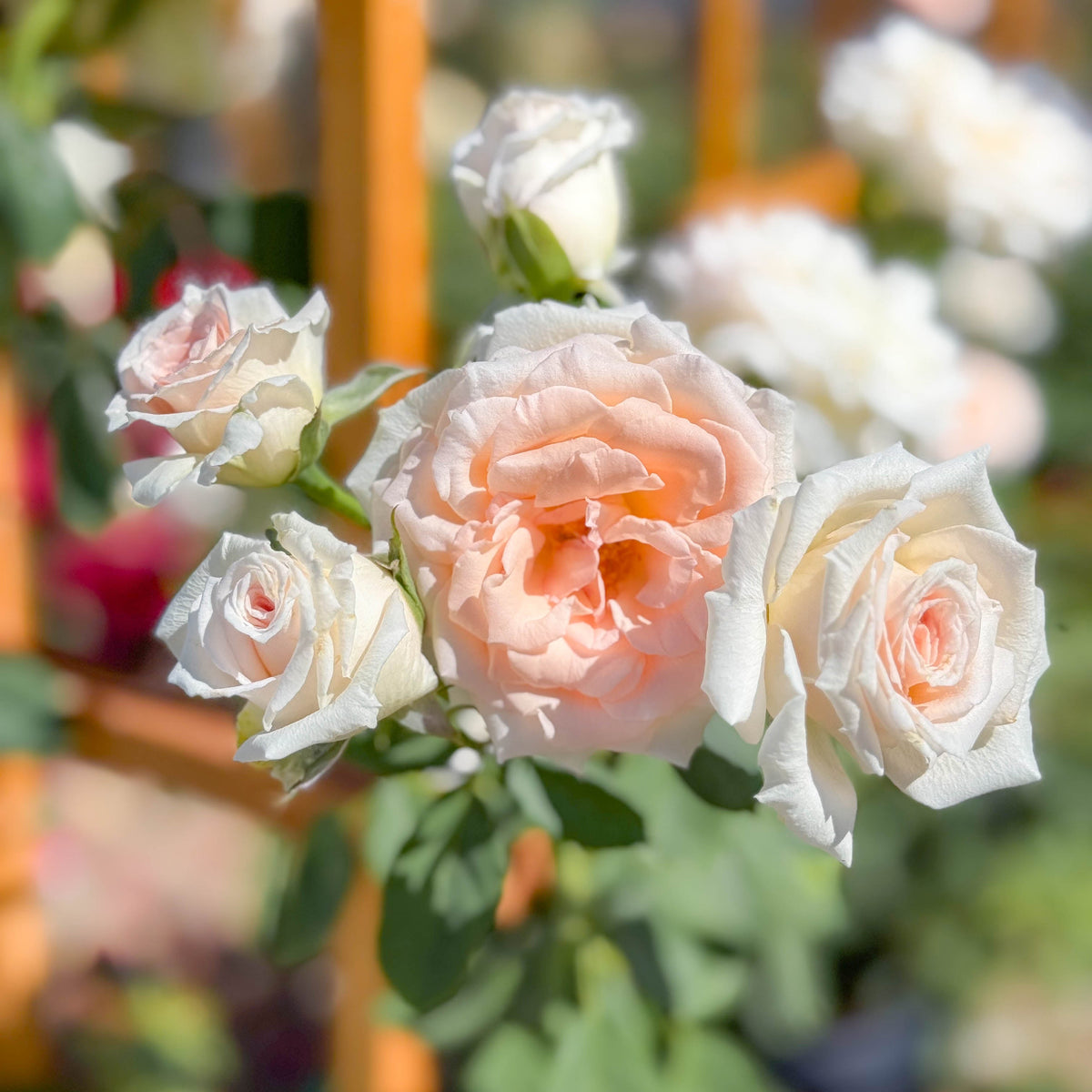 Pearly Gates™ Potted Climbing Rose