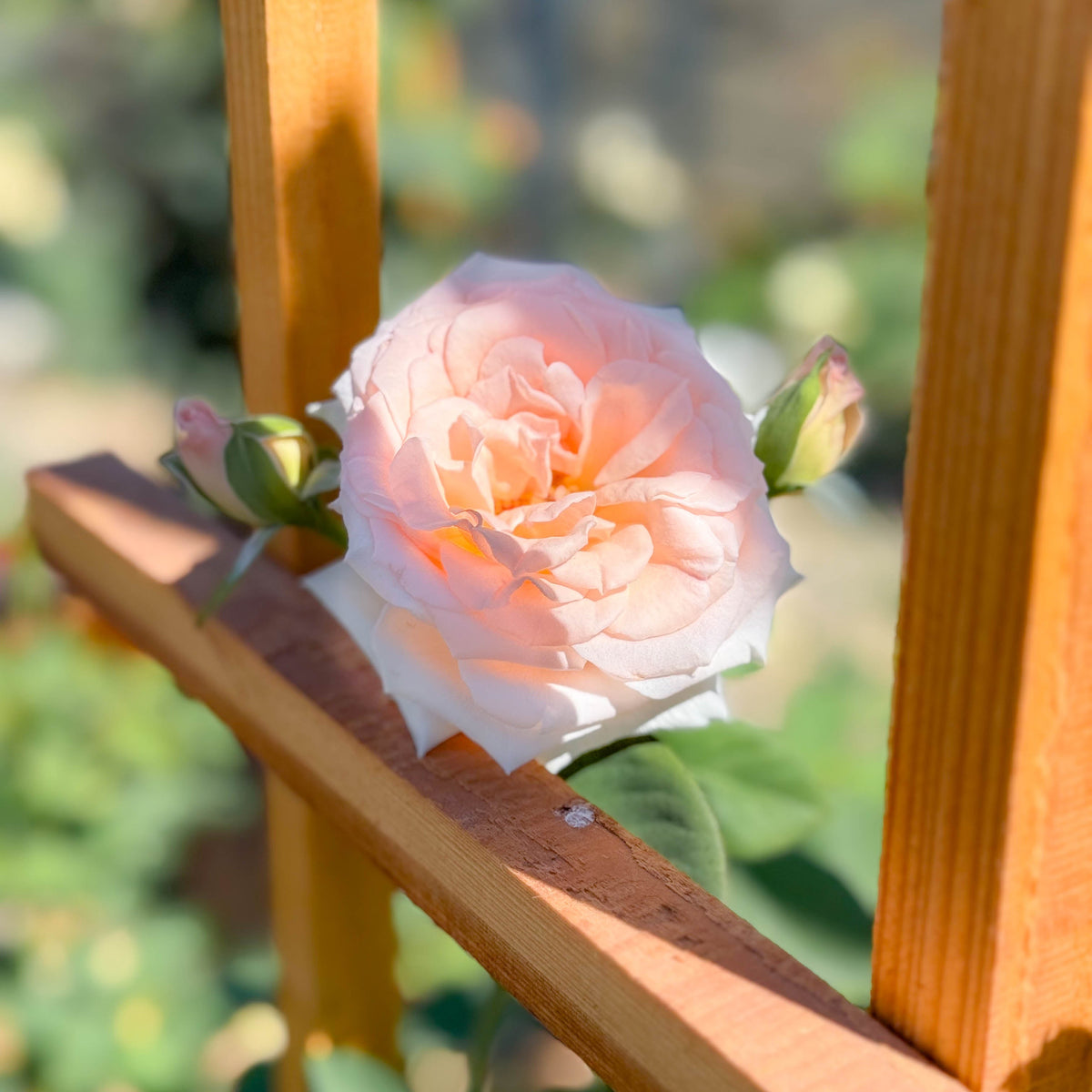 Pearly Gates™ Potted Climbing Rose