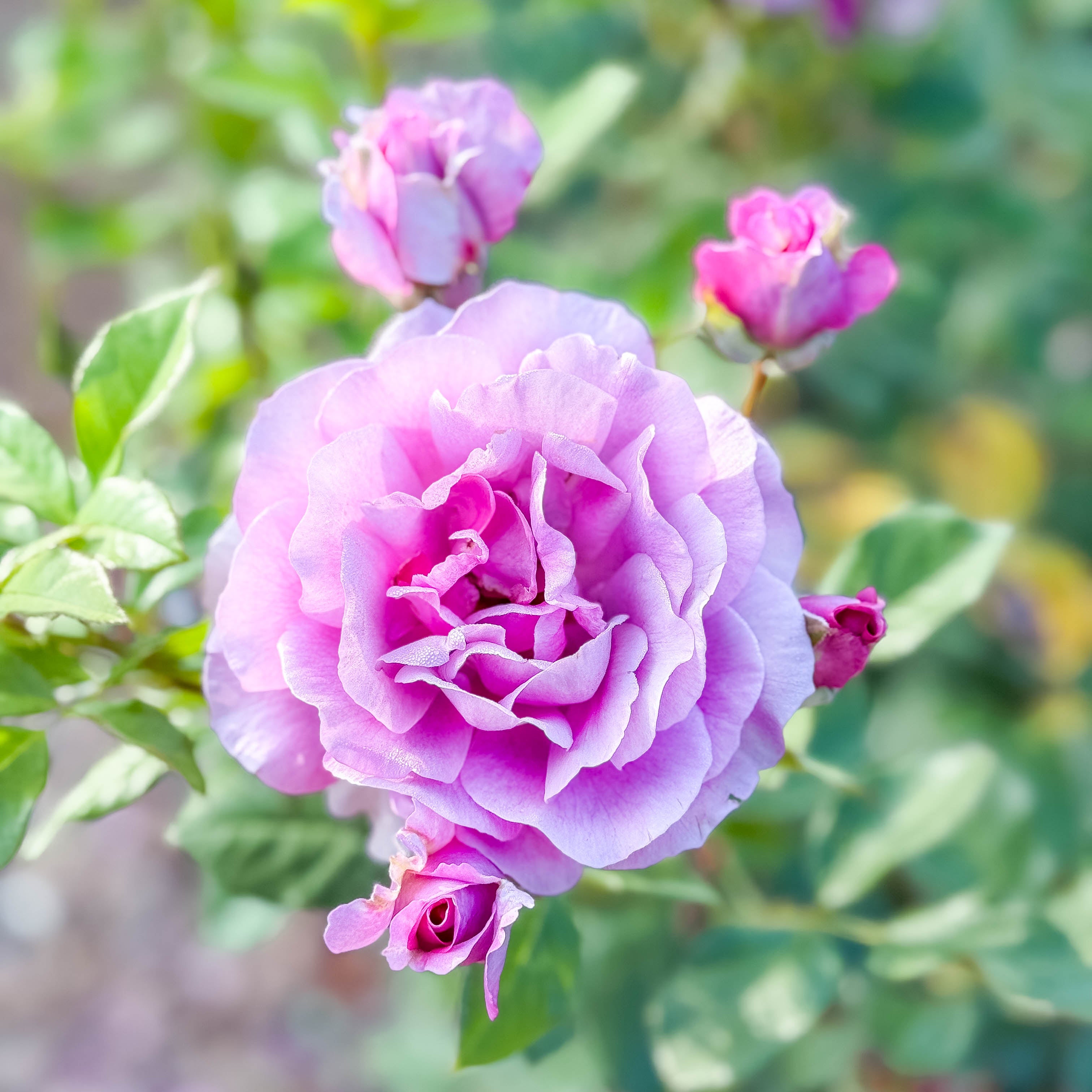 Perfume Factory™ Bare Root Rose Bush