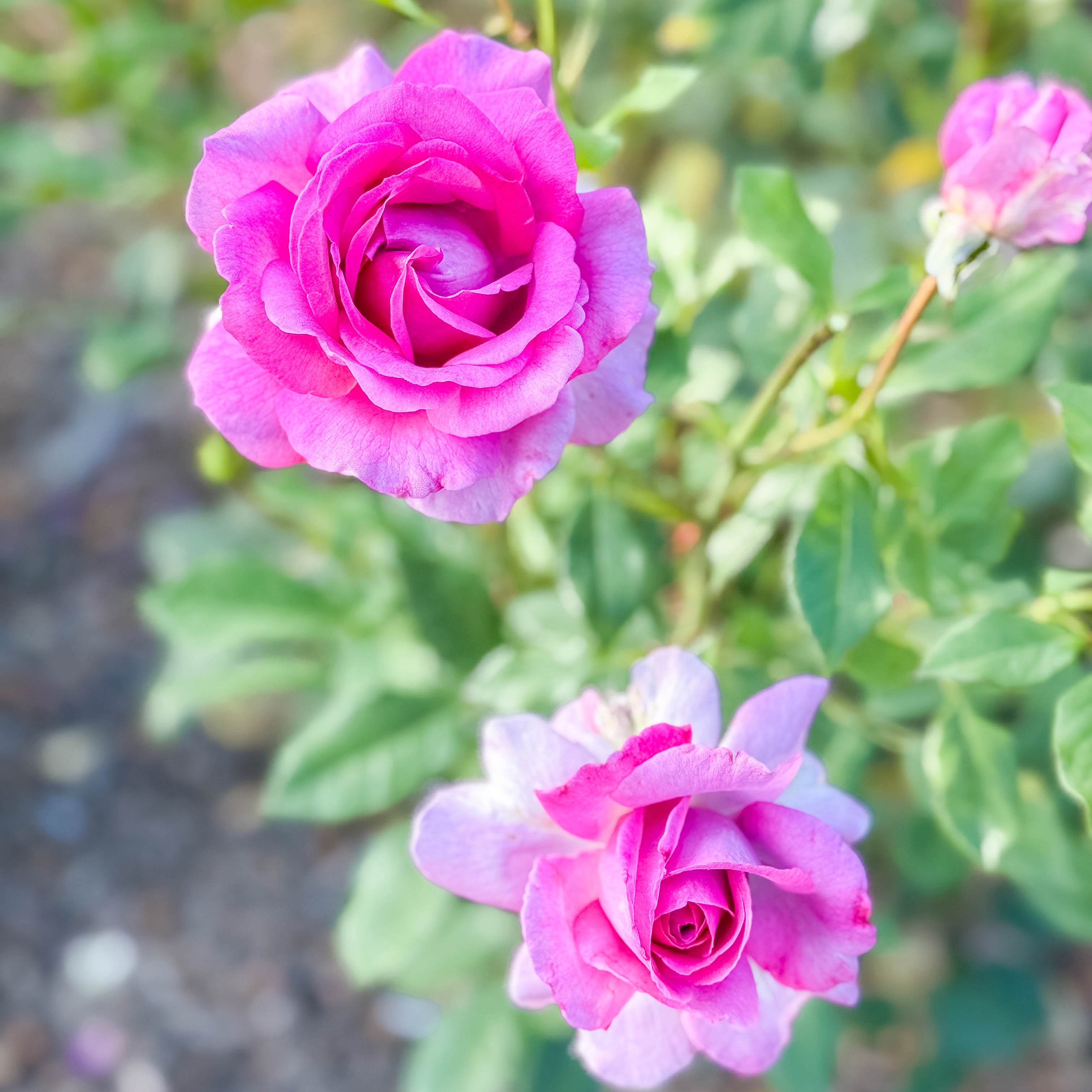 Perfume Factory™ Potted Rose Bush