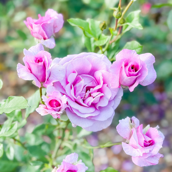Perfume Factory™ Bare Root Tree Rose