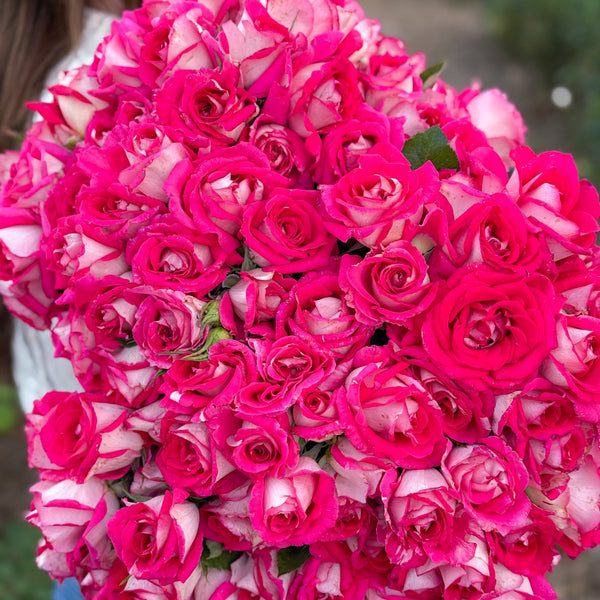 Picture Perfect™ Bare Root Rose Bush