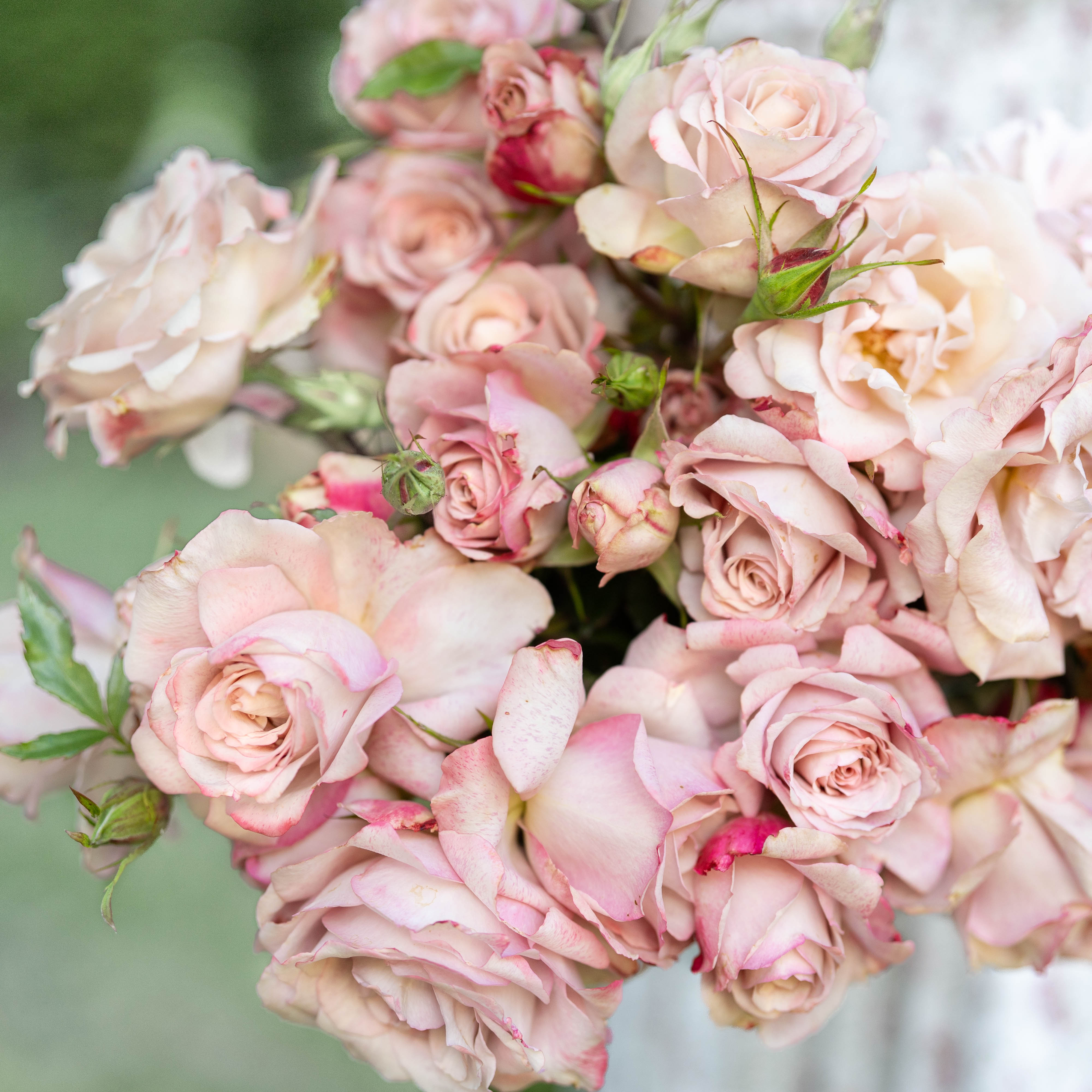 Pinkerbelle™ Potted Rose Bush