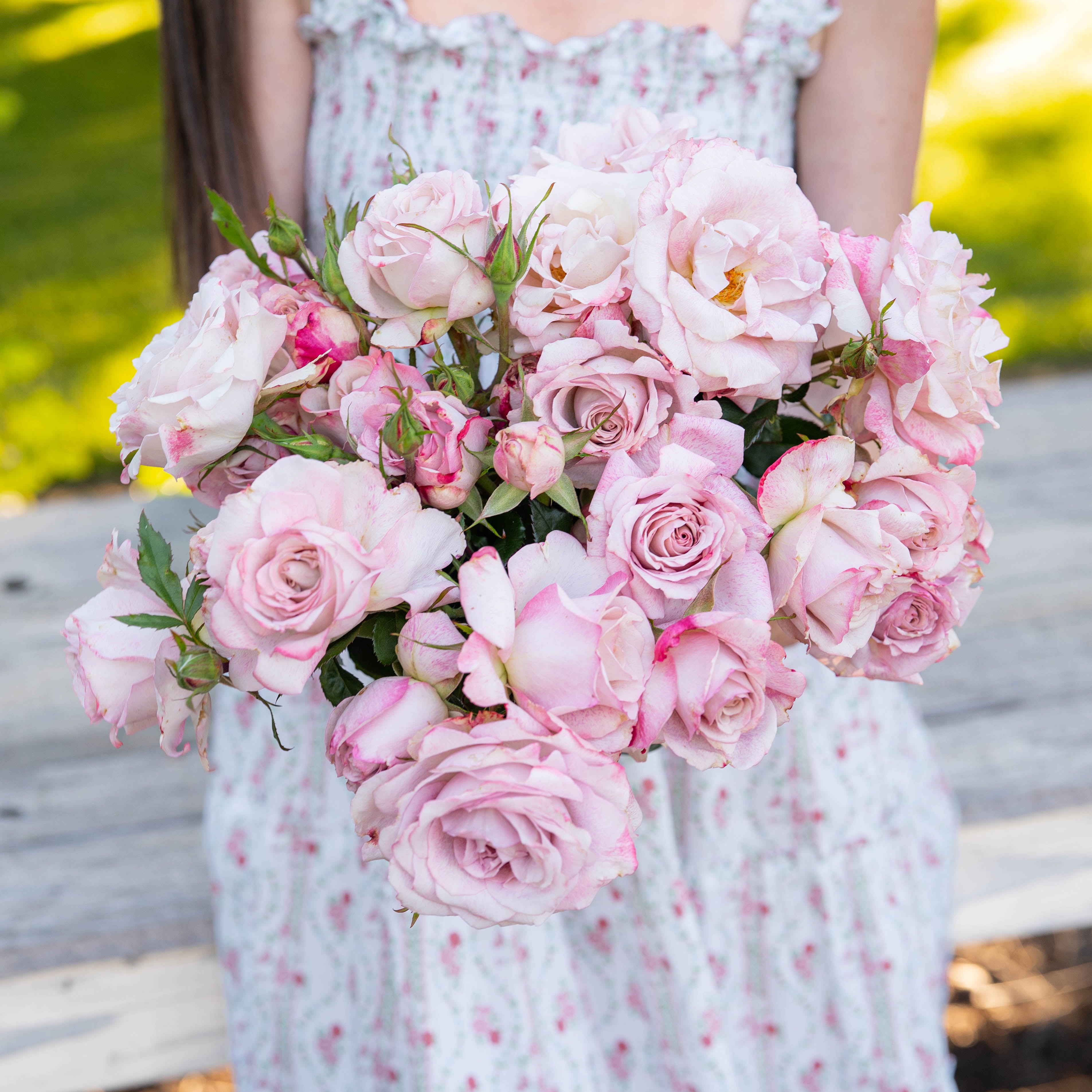 Pinkerbelle™  Bare Root Rose Bush