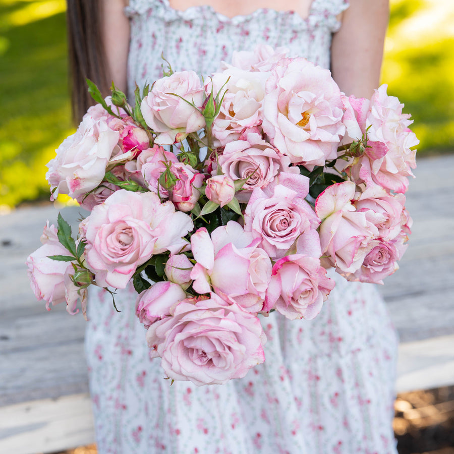 Pinkerbelle™ Potted Rose Bush