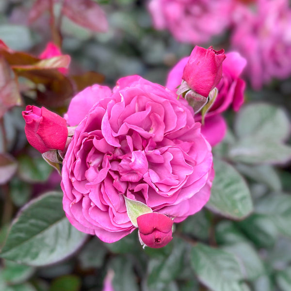 Sunbelt® Plum Perfect™ Potted Rose Bush