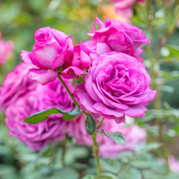 Sunbelt® Plum Perfect™  Bare Root Rose Bush