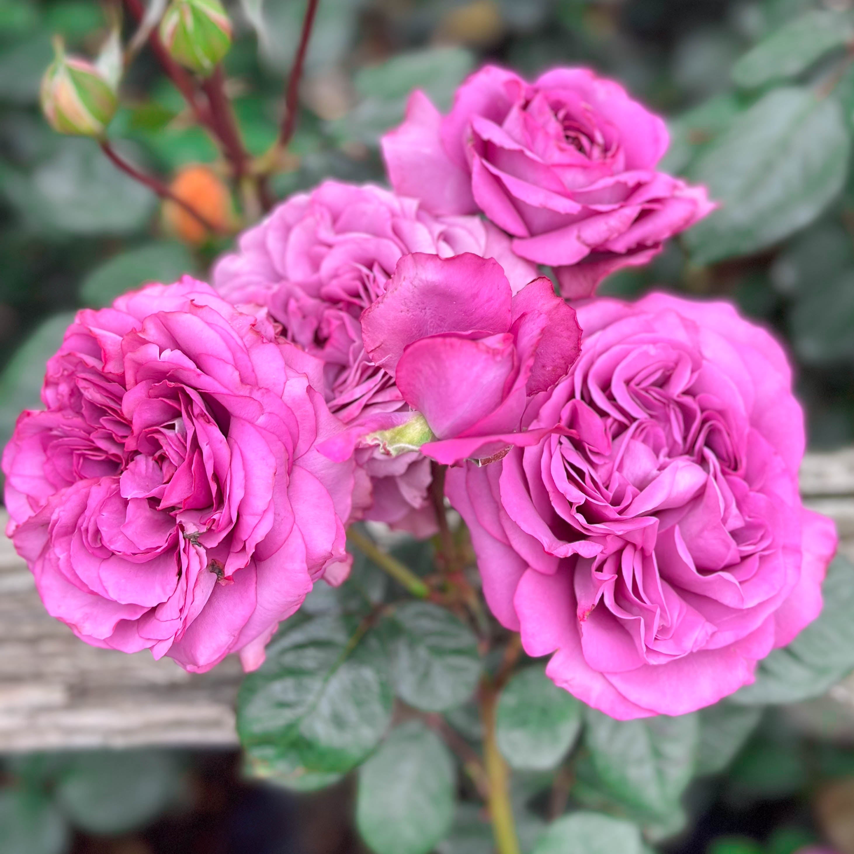 Sunbelt® Plum Perfect™  Bare Root Rose Bush