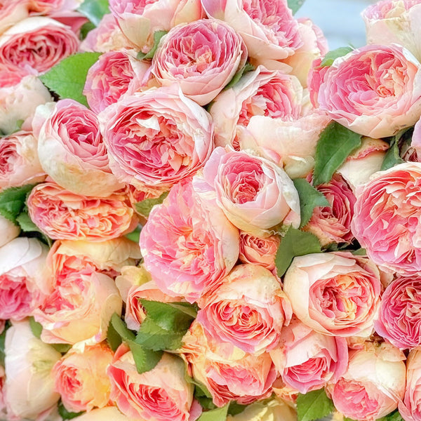 Pop Art™ Bare Root Rose Bush