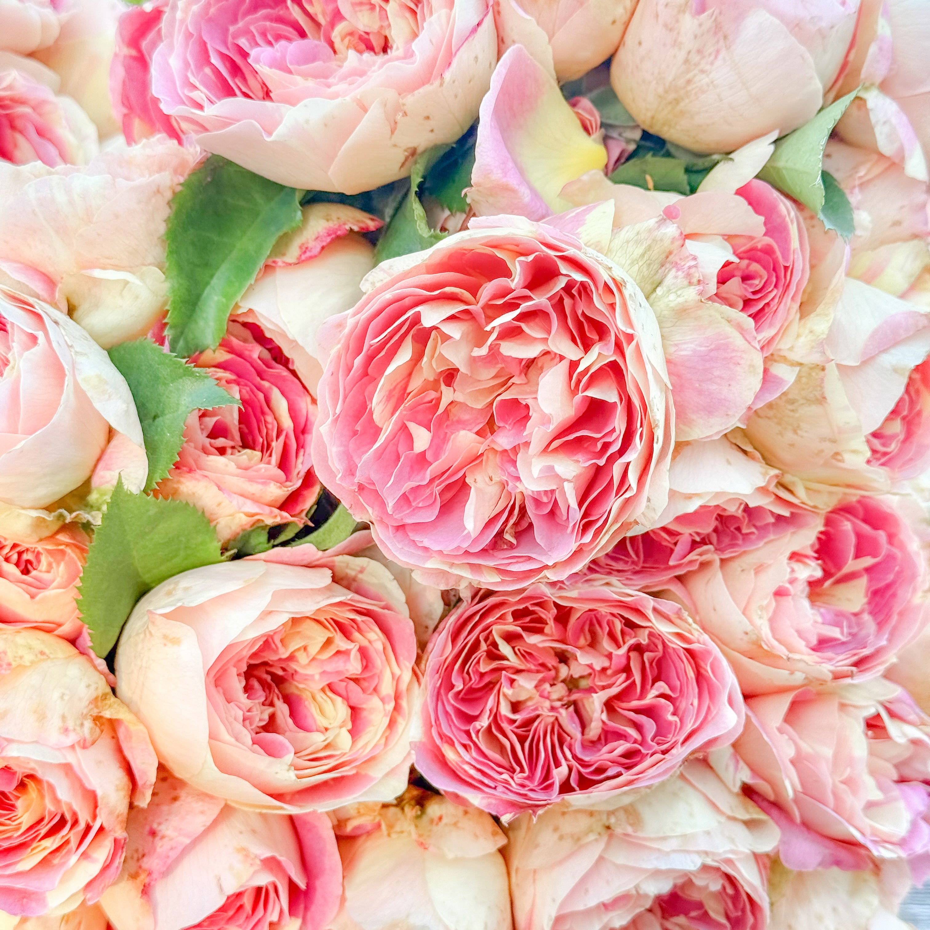 Pop Art™ Bare Root Tree Rose