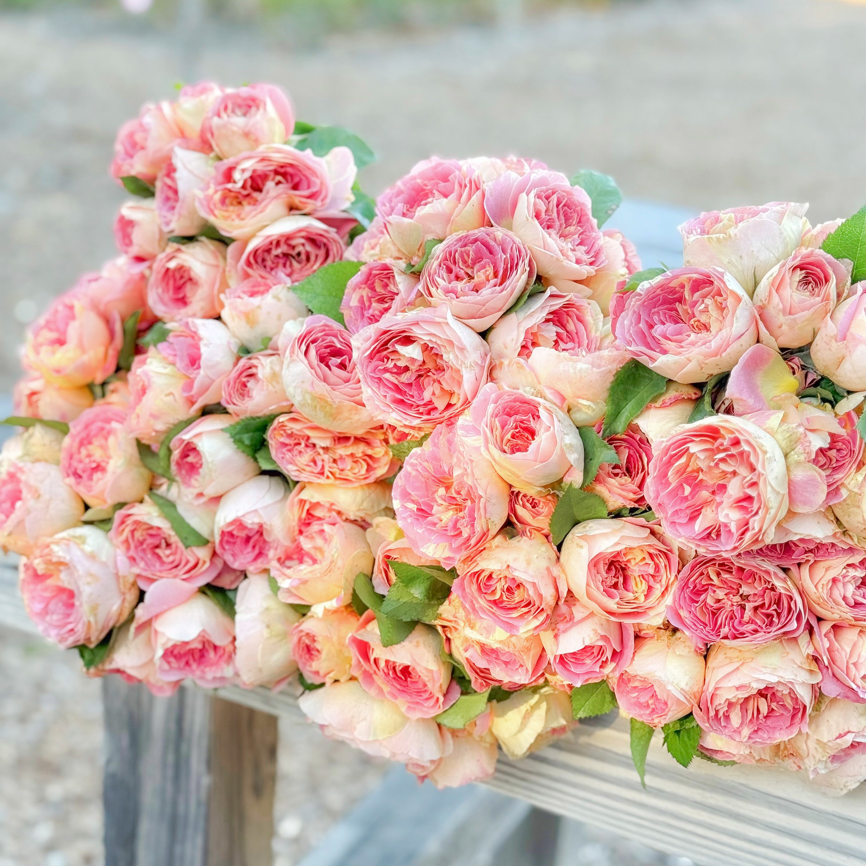 Pop Art™ Bare Root Rose Bush