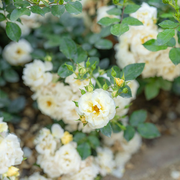 Popcorn Drift®  Bare Root Rose Bush