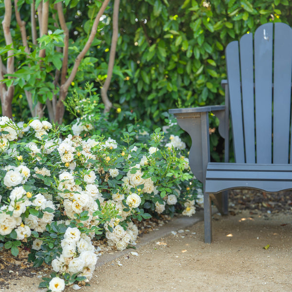 Popcorn Drift®  Bare Root Rose Bush