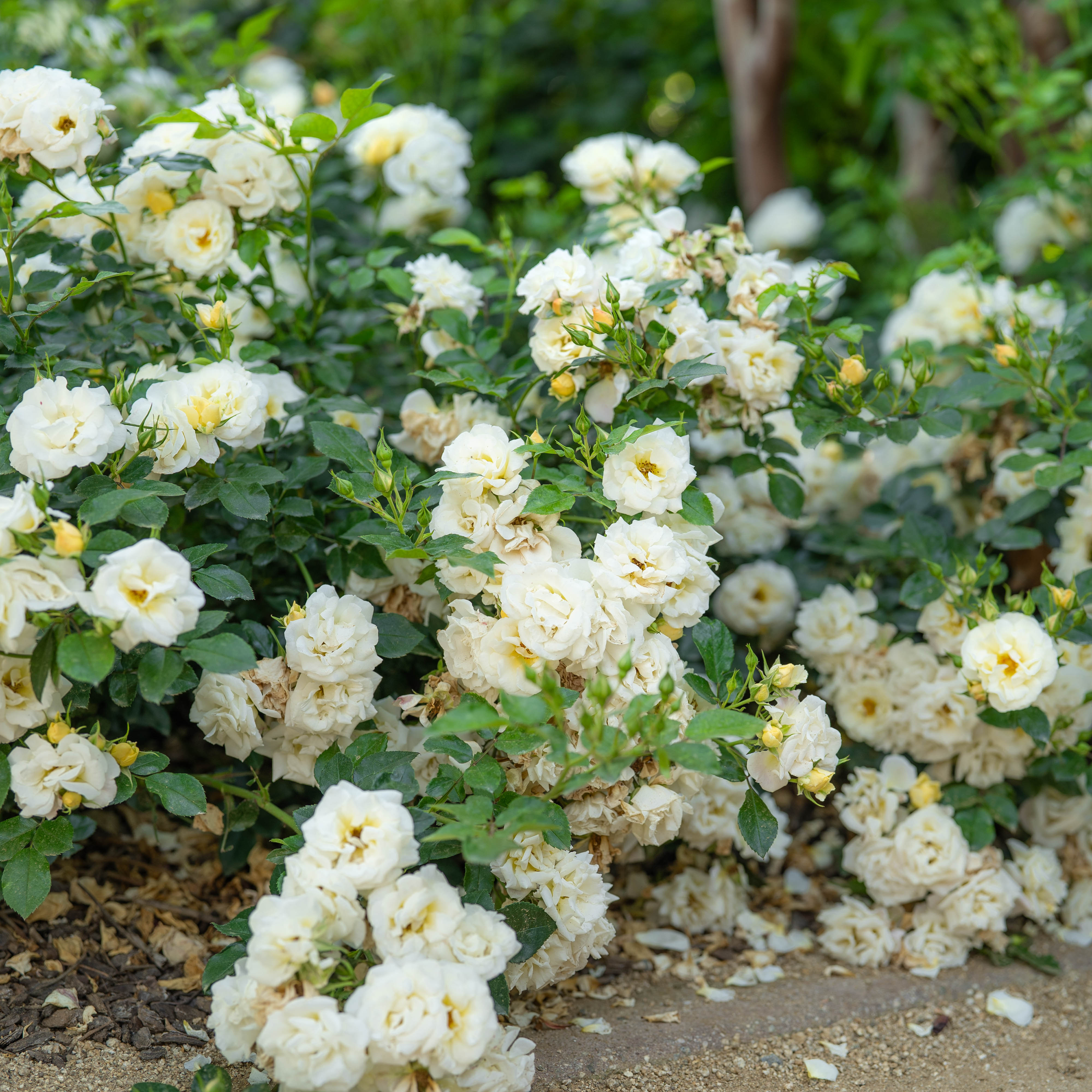 Popcorn Drift®  Bare Root Rose Bush