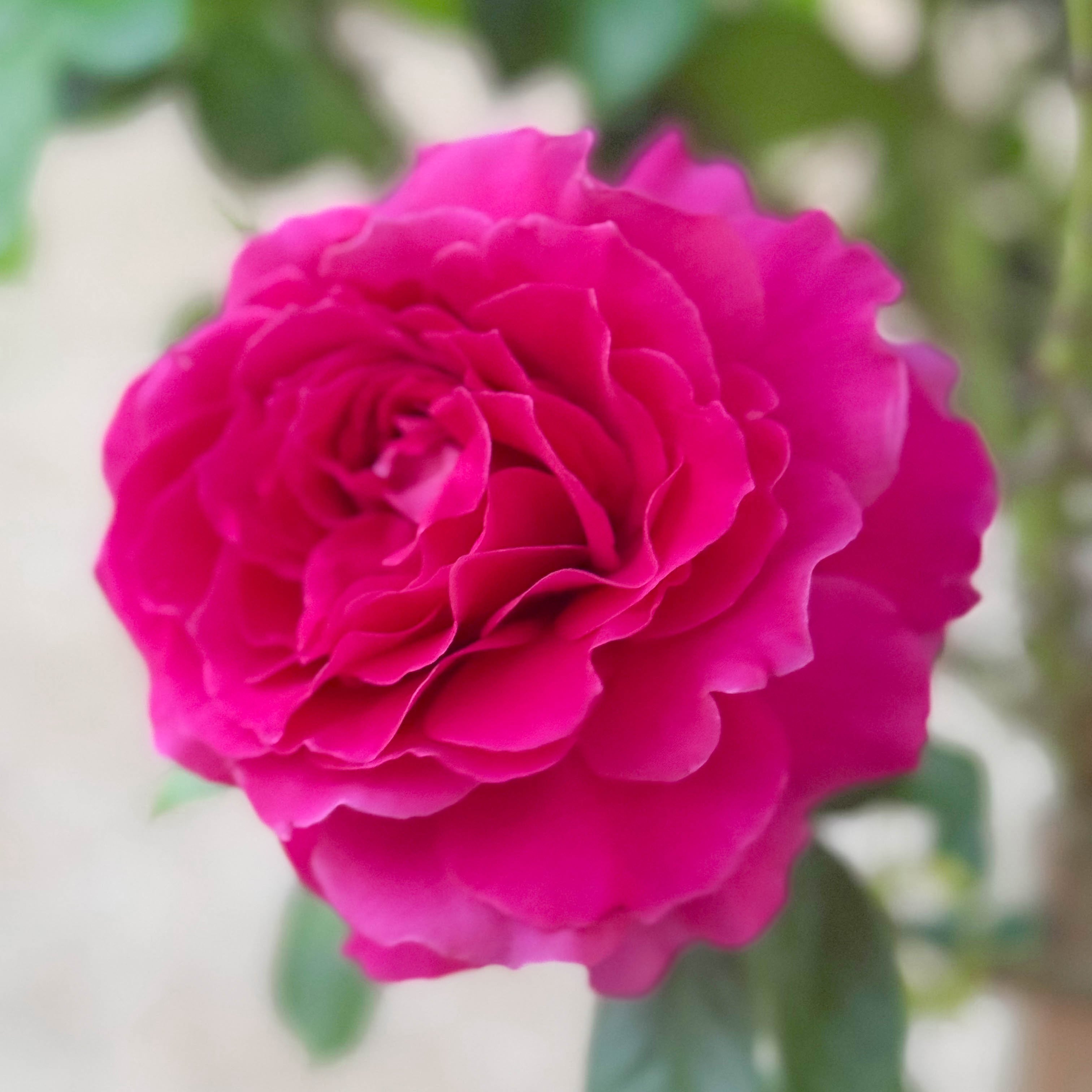 Pretty Lady Rose™ Bare Root Tree Rose