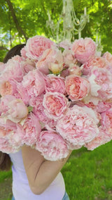 Princesse Charlene de Monaco® Bare Root Rose Bush