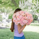 Princesse Charlene de Monaco® Bare Root Rose Bush