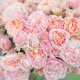 Princesse Charlene de Monaco® Bare Root Rose Bush