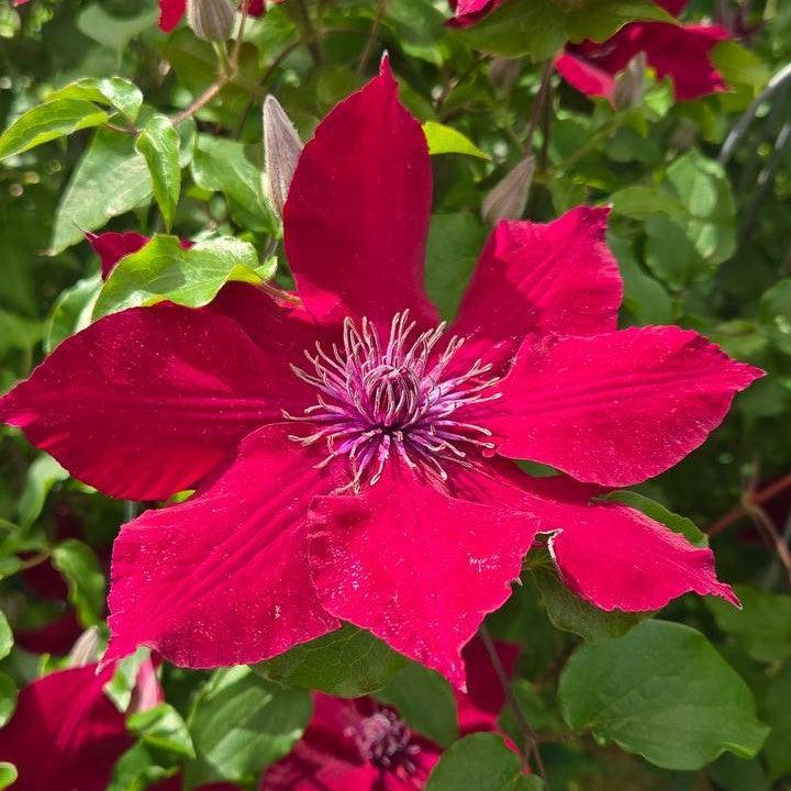 Clematis Raymond Evison® Boulevard® Nubia™ Potted Clematis Plant