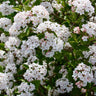 Viburnum