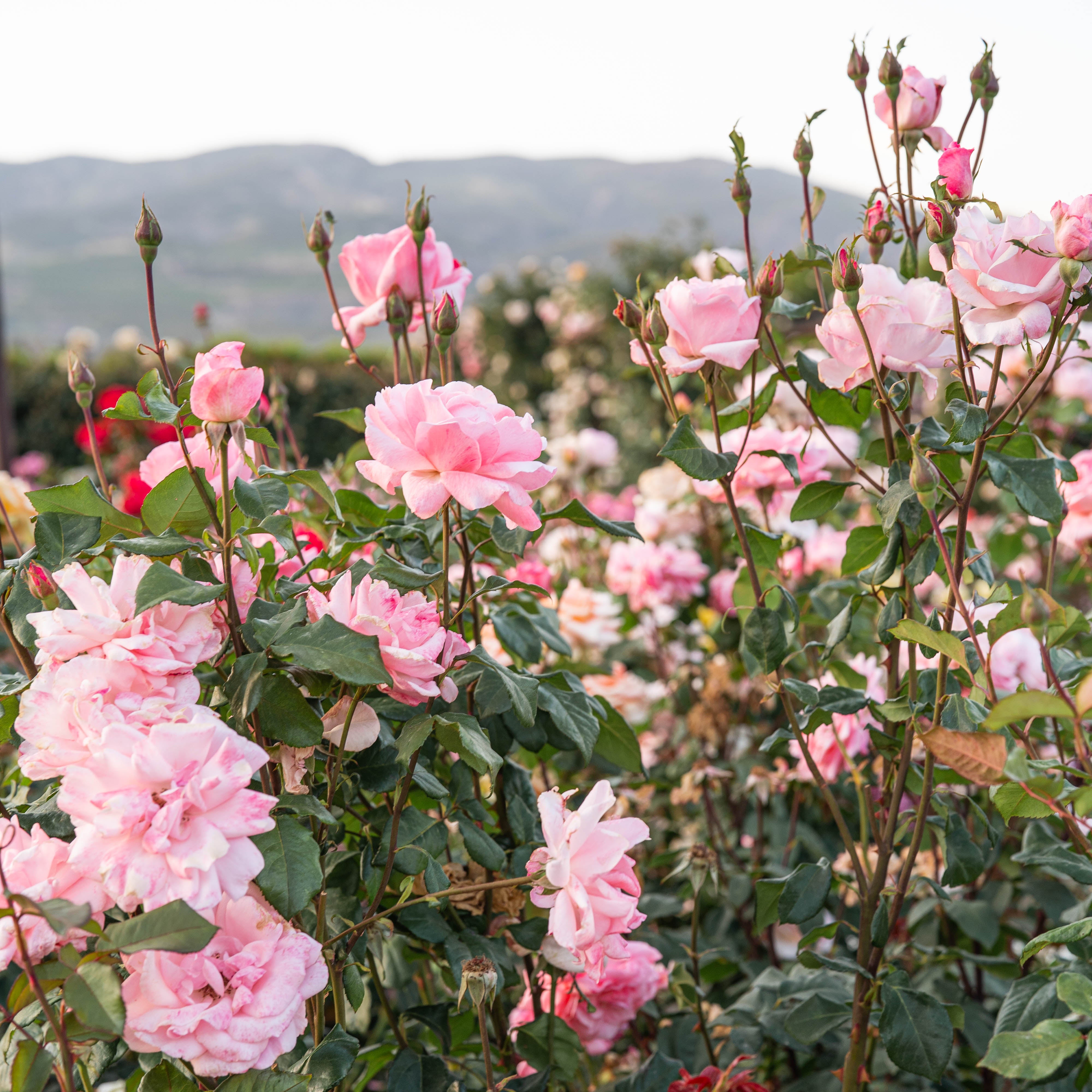 Queen Elizabeth Potted Rose Bush