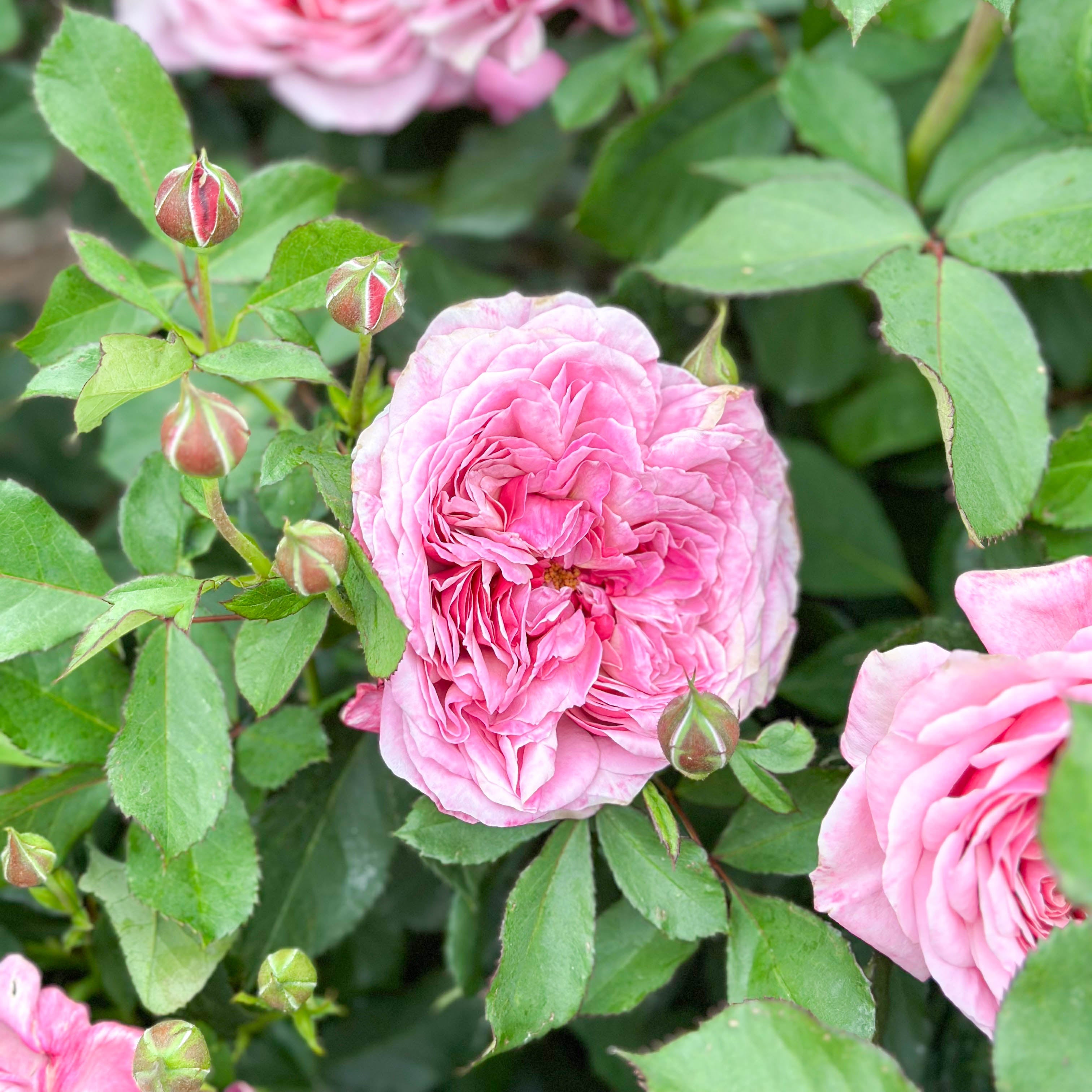 Queen Of Elegance™ Potted Tree Rose