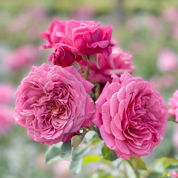 Queen of Elegance™ Bare Root Rose Bush