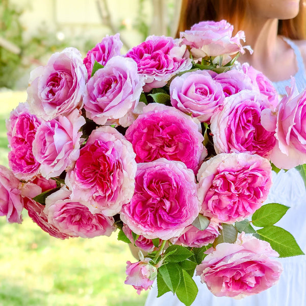 Raspberry Cupcake™ Potted Rose Bush