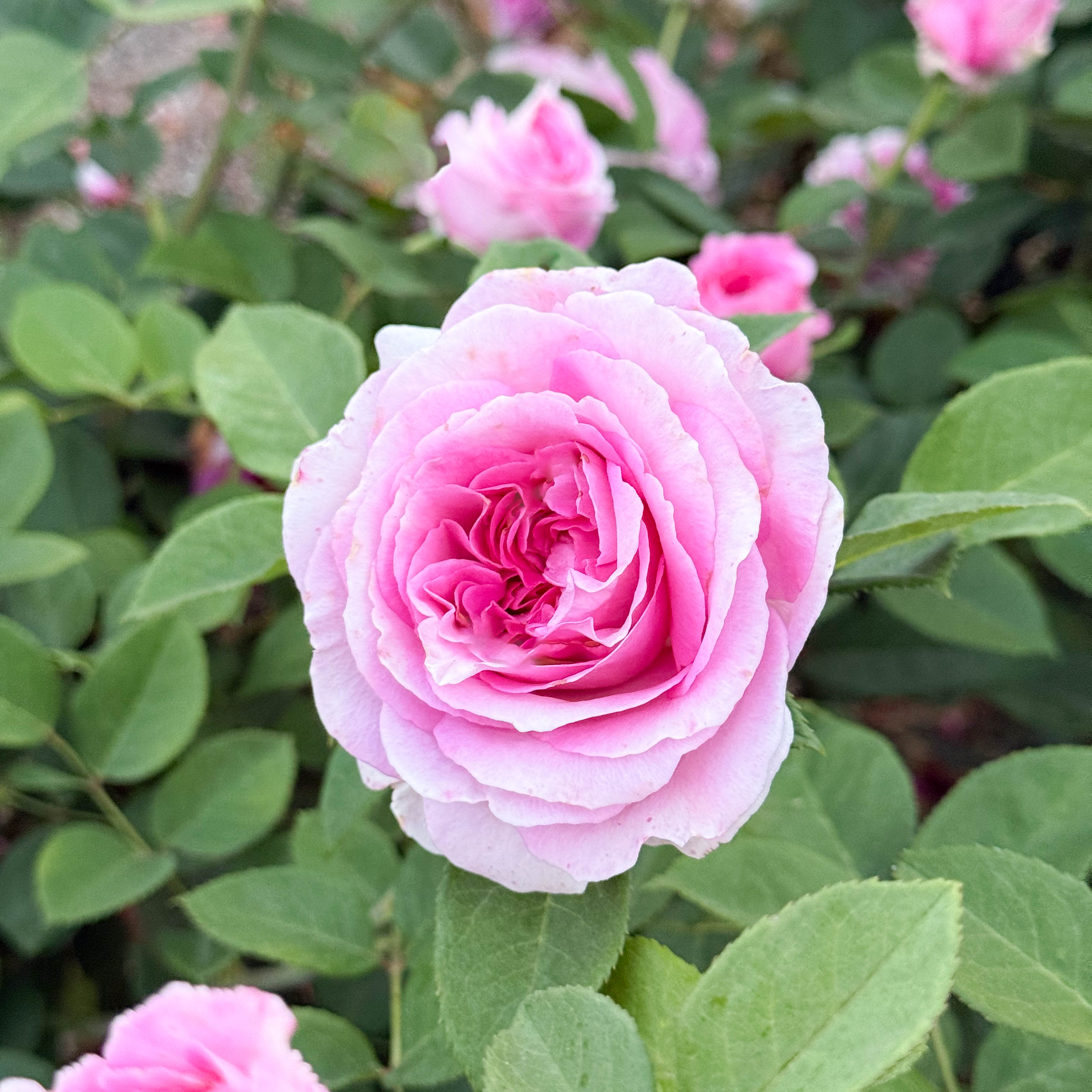Raspberry Cupcake™ Potted Rose Bush