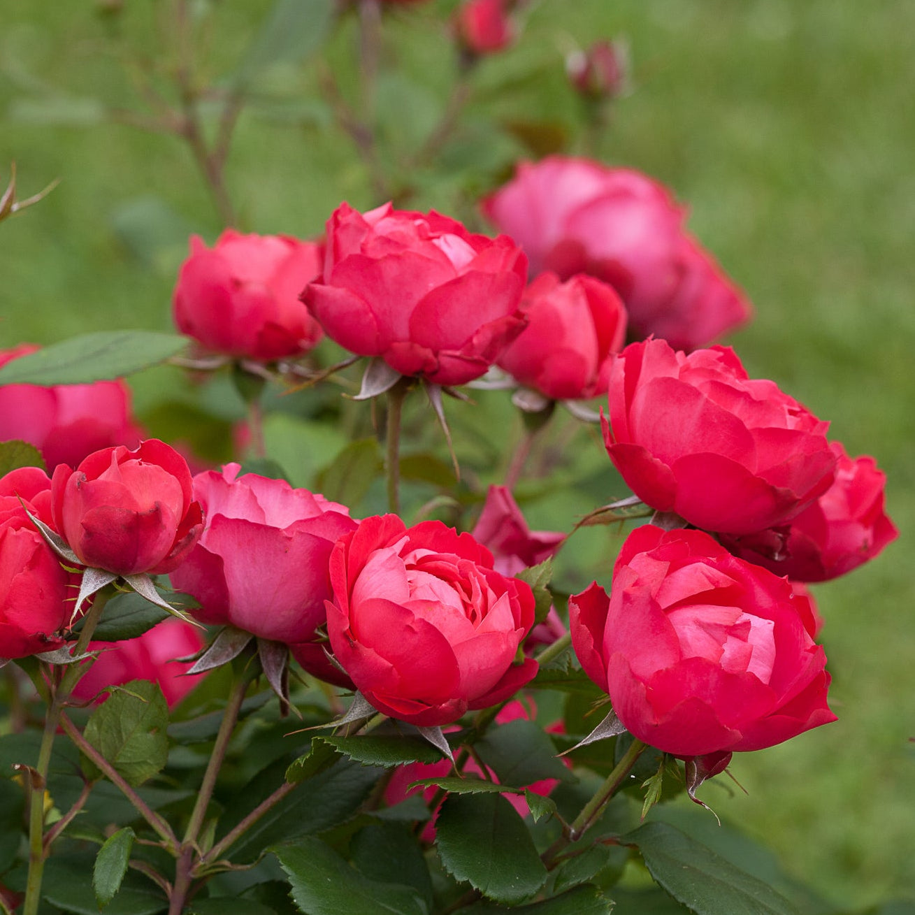 Proven Winners® Oso Easy® Double Red Potted Rose Bush