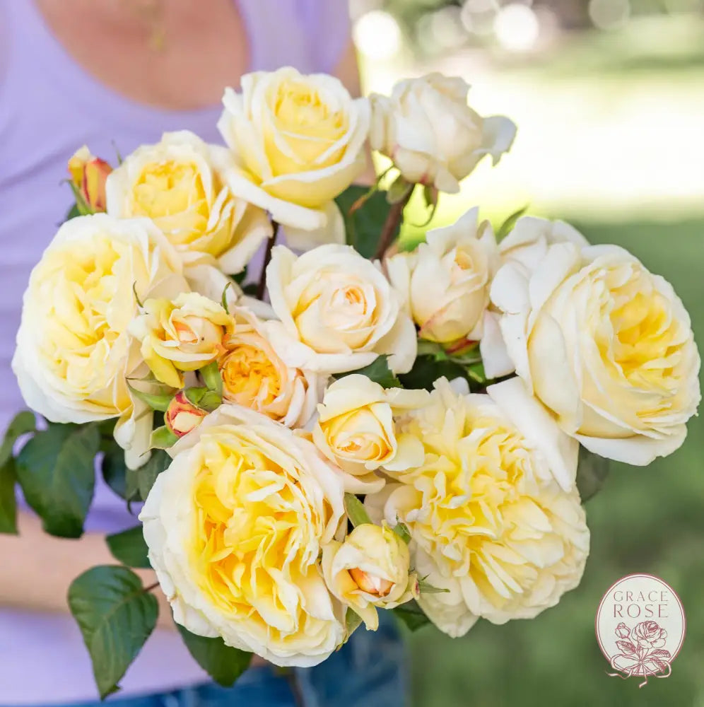 Moonlight Romantica® Rose Bush 1-gallon own root rose BUSHES