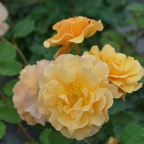 Proven Winners® Rise Up Amberness® Potted Rose Bush