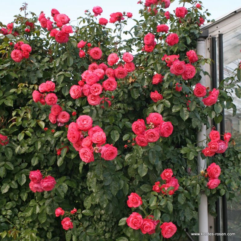 Rosanna® Bare Root Climbing Rose