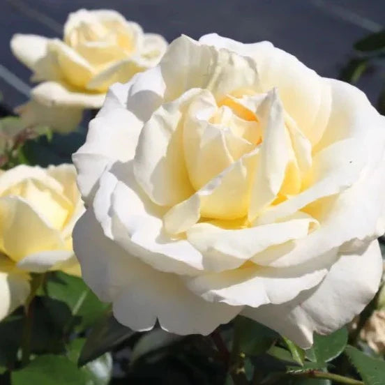 Eleganza® La Perla™ Rose Bush