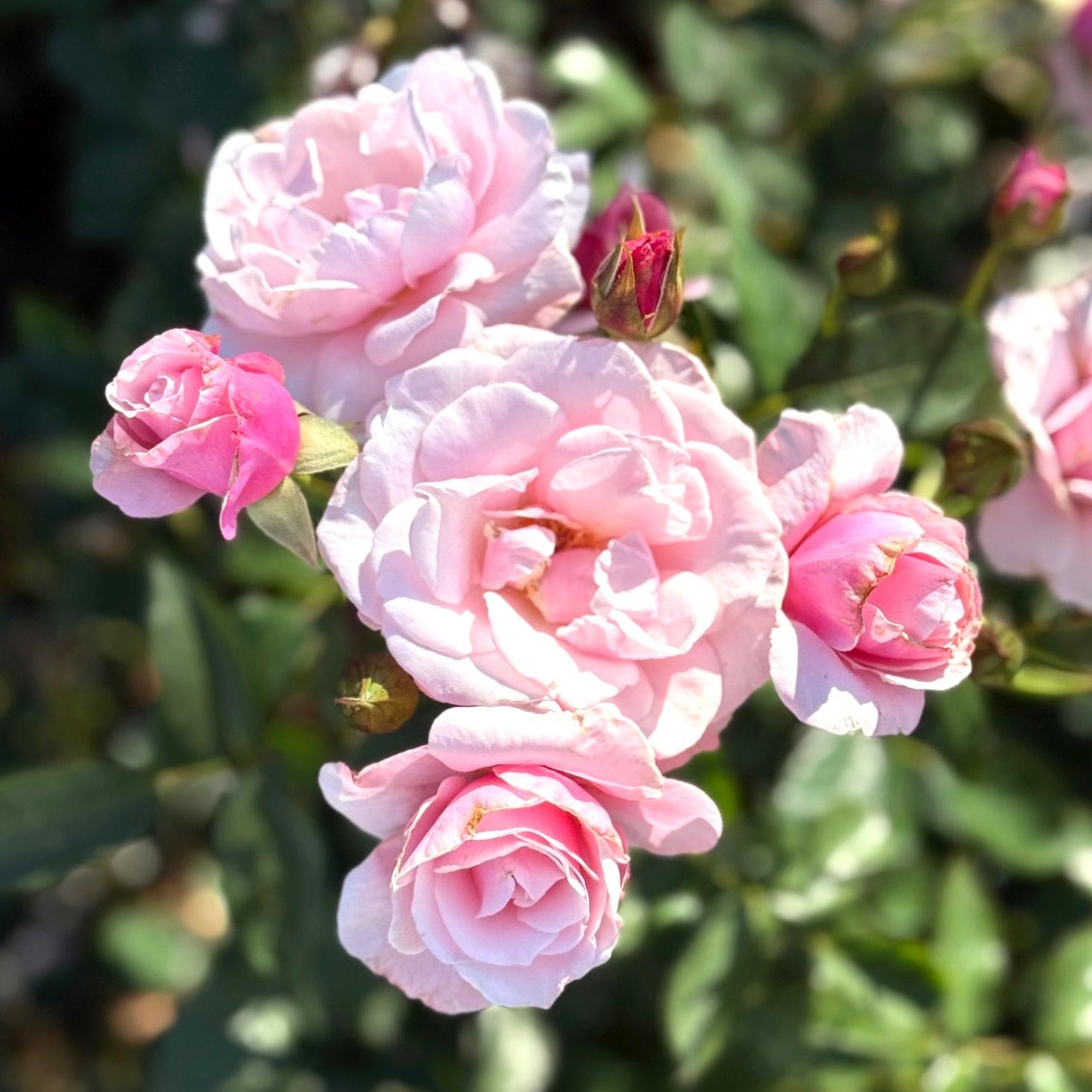 Our Lady Of Guadeloupe™ Potted Rose Bush