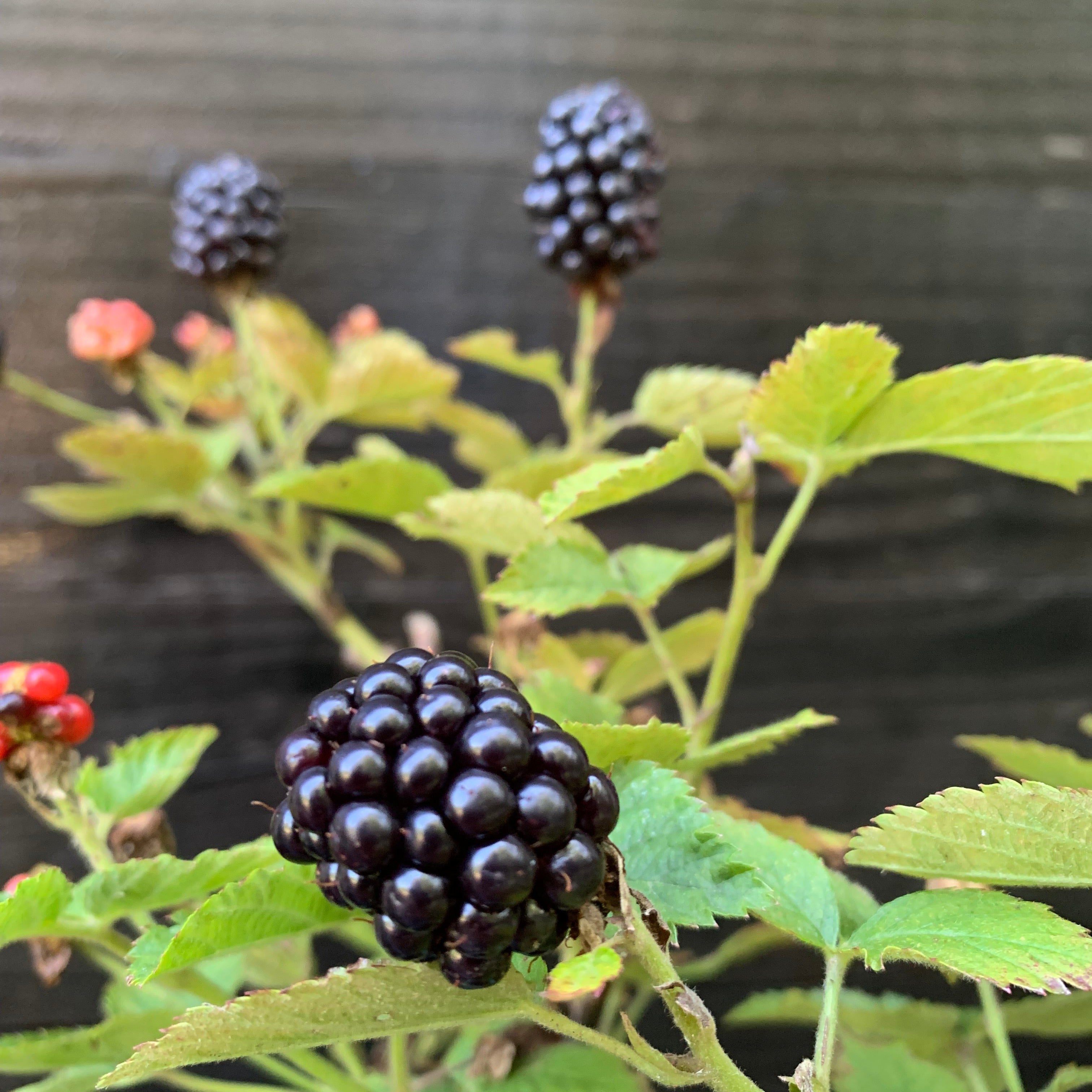 Blackberry Bushel and Berry® Baby Cakes® Thornless Potted Blackberry Plant