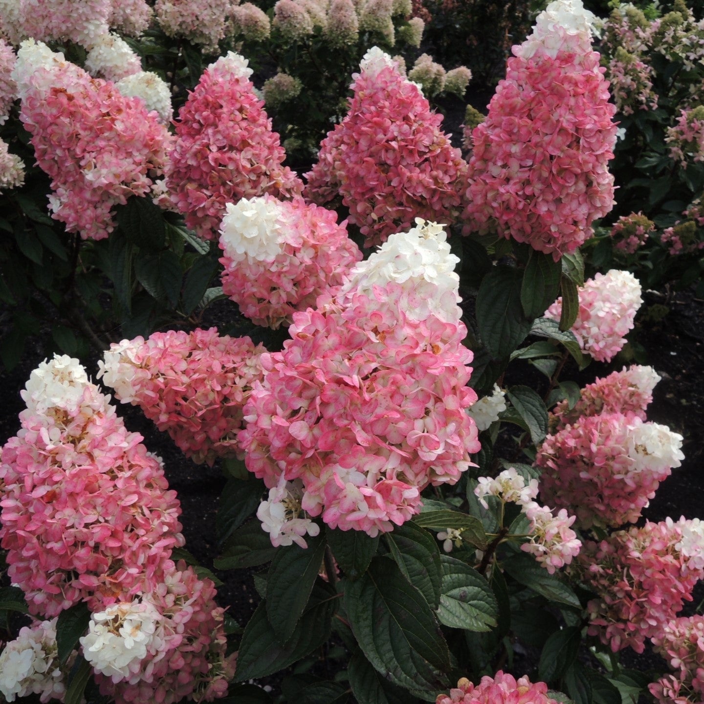 Hydrangea Magical® Ruby Snow Potted Panicle/Hardy Hydrangea Bush