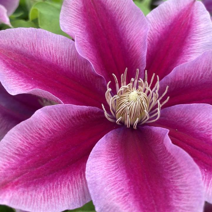 Clematis 'Poseidon'  Potted Clematis Plant