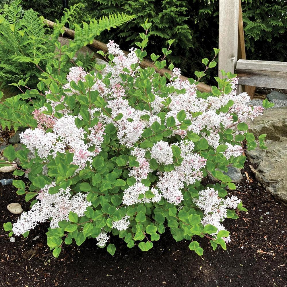 Lilac Bloomin' Easy® Pearl Potion™ Potted Korean Lilac Bush