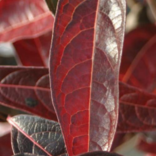 Proven Winners® Viburnum Brandywine™ Potted Viburnum Bush