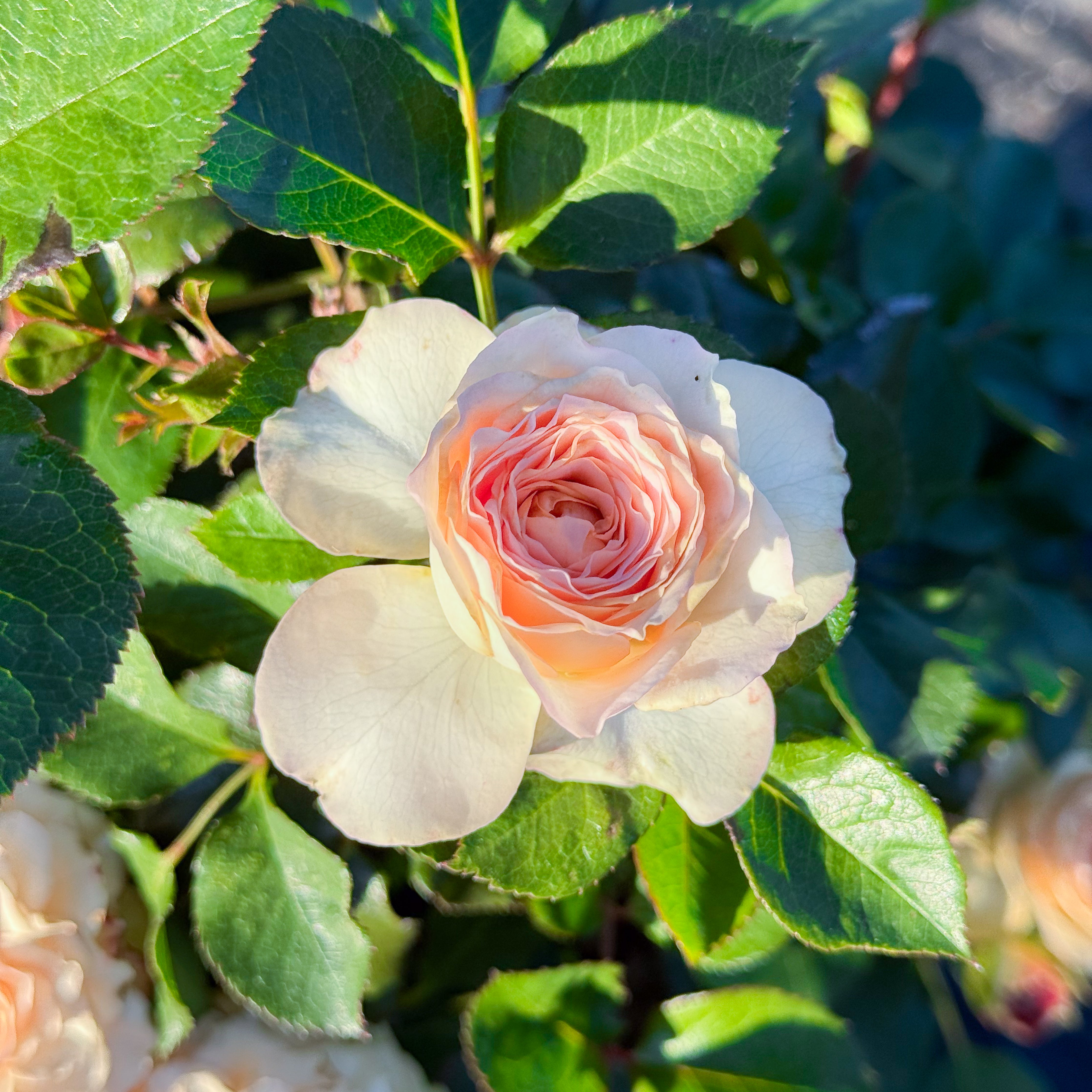 Sancerre Potted Rose Bush