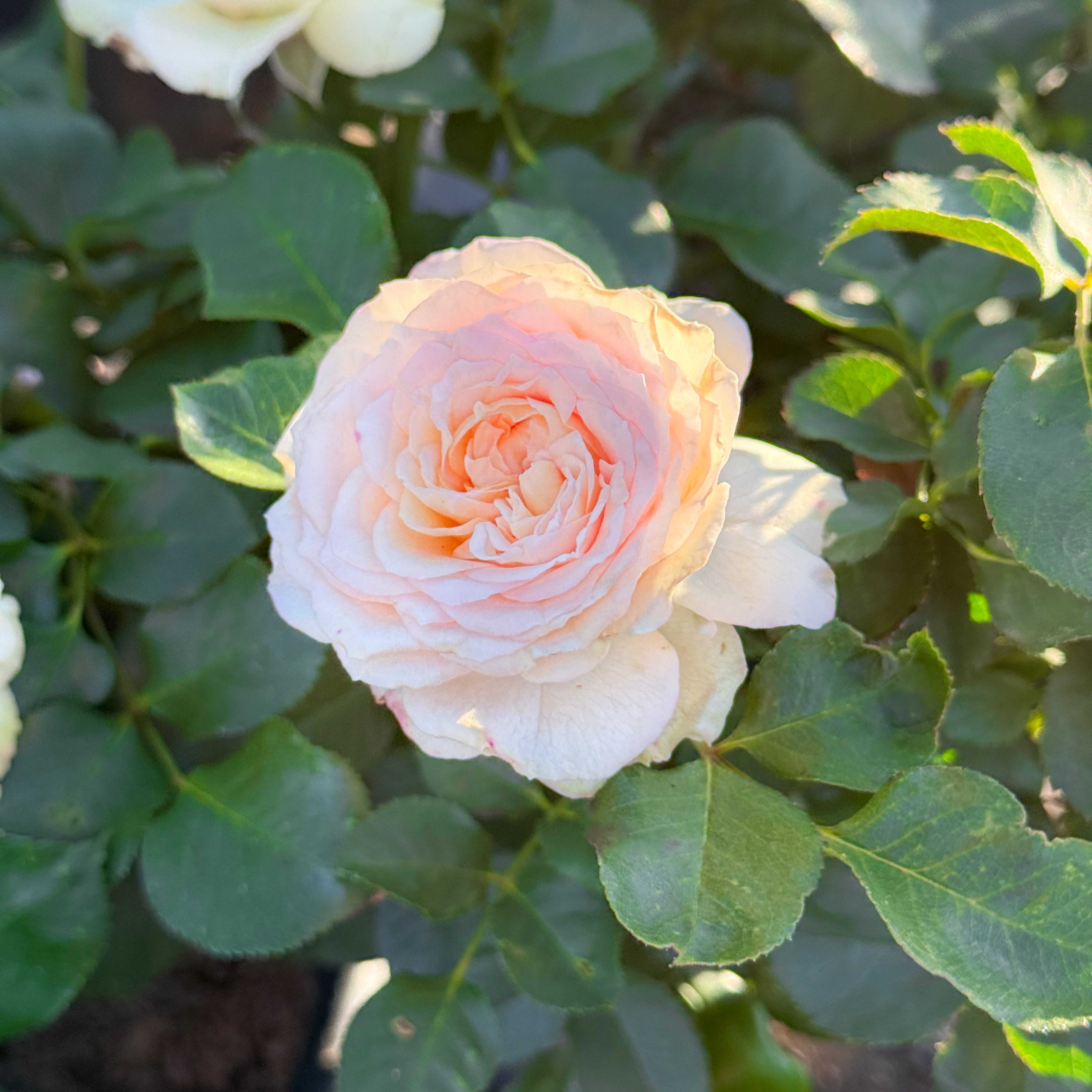 Sancerre Potted Rose Bush