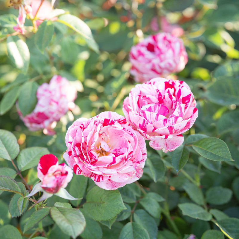 Scentimental™ Potted Rose Bush
