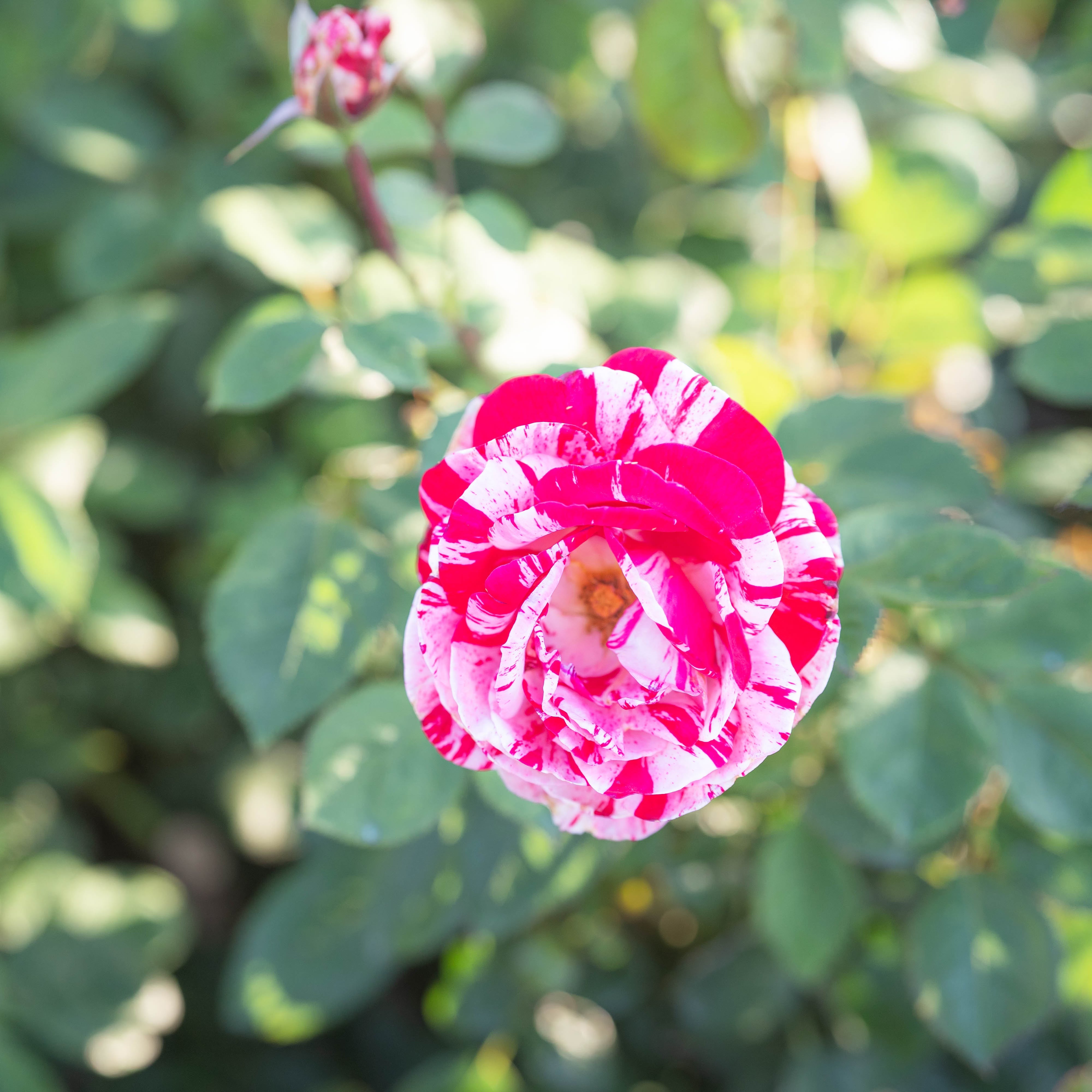 Scentimental™ Potted Tree Rose