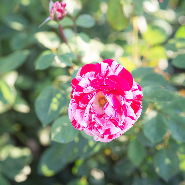 Scentimental Bare Root Rose Bush