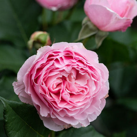 Scentuous™ Bare Root Rose Bush